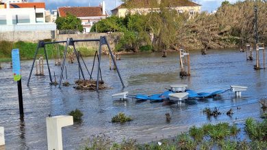 flecheiro 20250323 170830