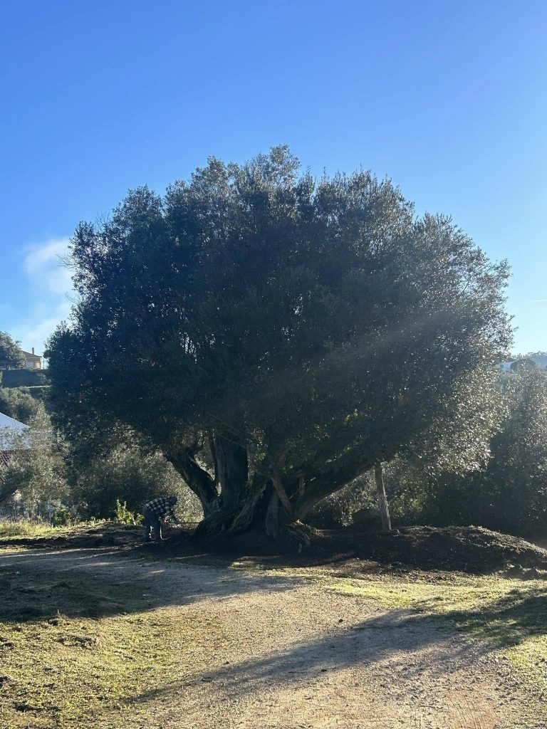 Sabia que em Tomar há oliveiras com mais de 2 mil anos? oliveira vila nova foto Salvador Oliveira 8611549889131 3573194527111877239 n