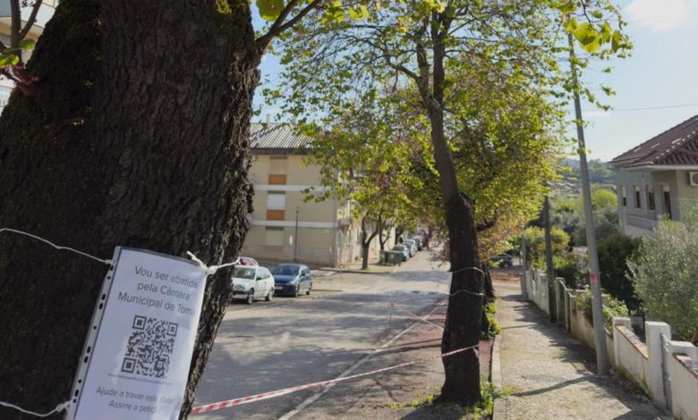 Câmara prepara abate ilegal de 10 olaias na av. Egas Moniz arvores olaias unnamed 1 Copia