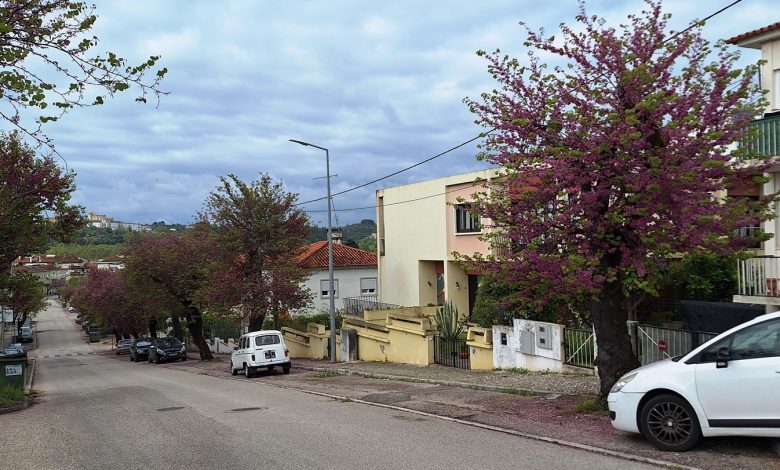 Lançada petição contra o abate de olaias na av. Egas Moniz olaias 20250413 104333