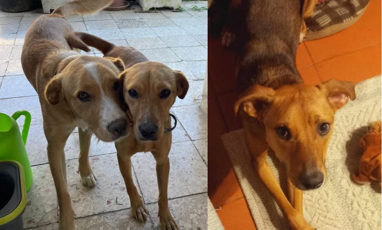 Apelos: cães desaparecidos apelos89