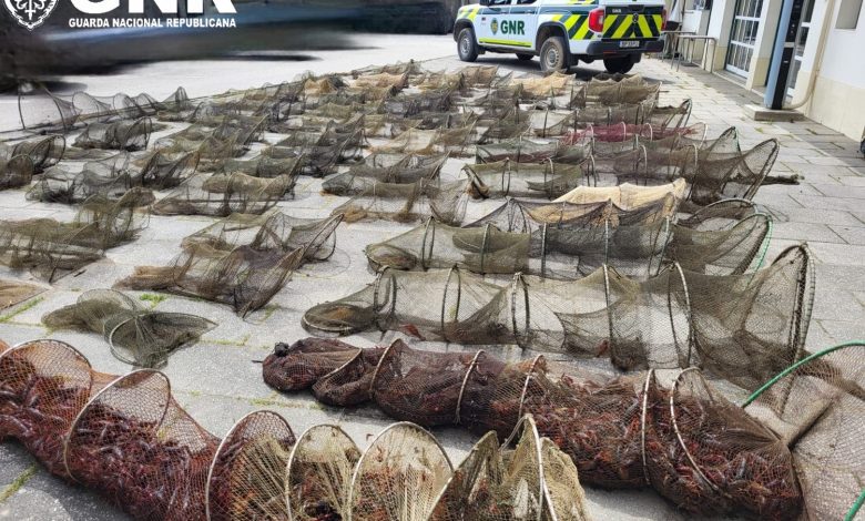 GNR apreende 90 armadilhas usadas em pesca ilegal na Golegã pesca 1115345200626143 5725369897161870660 n