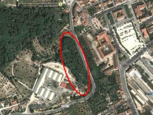 pinhal barbara