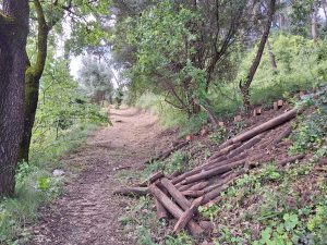 pinhal santa barbara 20250501 103256