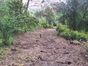 pinhal santa barbara 20250501 103441