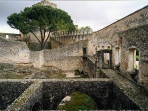 pinheiro tomar4