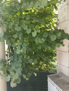 IMG 20250610 WA0014