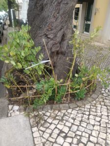 favada IMG 20250610 WA0006