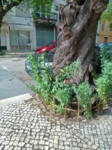favada IMG 20250610 WA0010