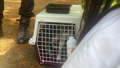 gato 0012660101616 9047507985146725362 n
