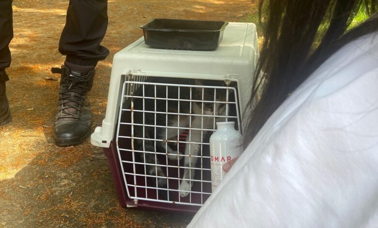 Bombeiros do Entroncamento salvam gata em Tomar (c/ fotos e vídeos) gato 0012660101616 9047507985146725362 n