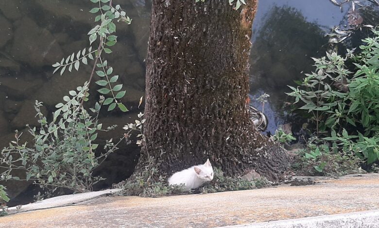 Bombeiros de Tomar salvam gatinho bebé gato 20250619 184951