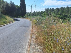 rua de leiria 20250622 103512