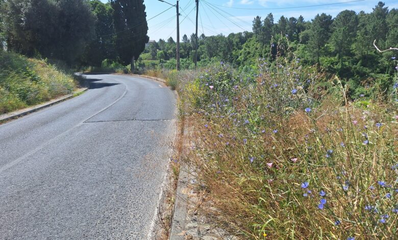 A odisseia de entrar a pé na cidade pela rua de Leiria (c/ fotos) rua de leiria 20250622 103512