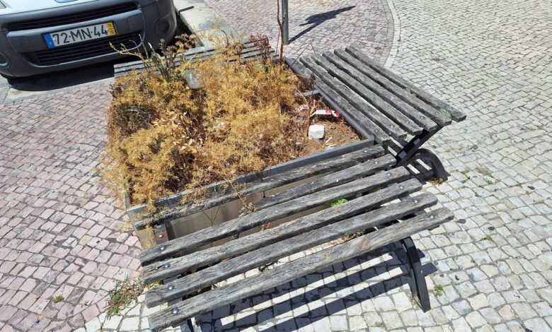 Plantas morrem à sede em canteiros na cidade 20250708 134754