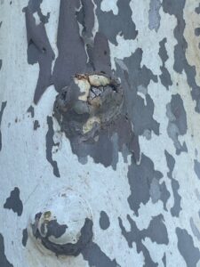 mouchao Foto1