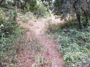 pinhal de santa barbara 20250712 103950