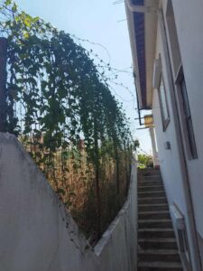 Vizinhos preocupados com habitações devolutas e degradadas ruin 3589259324539477 2080263138552652614 n