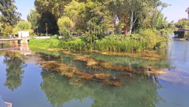 Algas regressam em força ao rio Nabão algas 20250824 112002