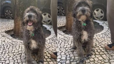 Dona oferece 500 euros a quem encontrar este cão (Atualização)* apelo 678900
