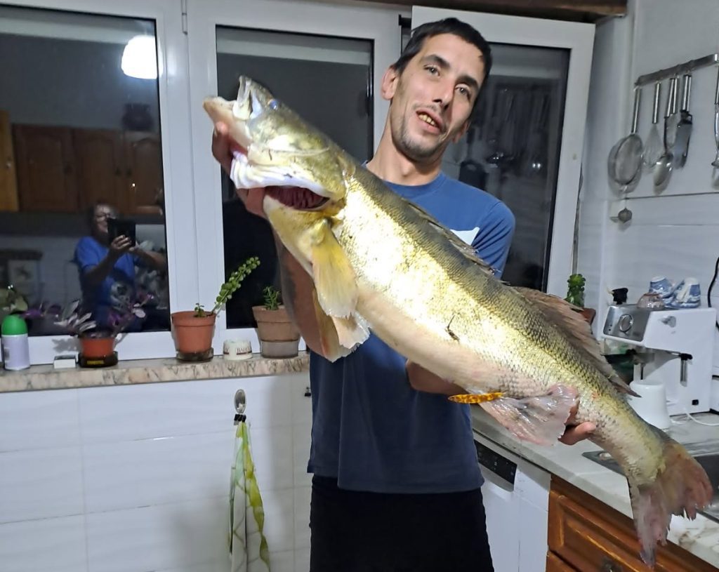 Pescador de Tomar captura Siluro gigante no rio Tejo (c/ vídeo) Helder Silva com um Lúcioperca que pescou no rio Tejo