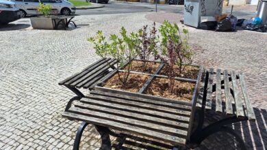Canteiros renovados na alameda Um de Março canteiros 20250901 120134