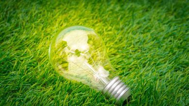 eco concept light bulb grow grass 1