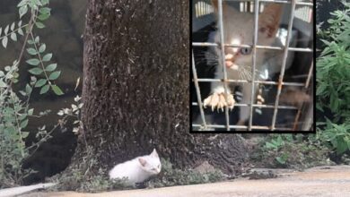 Gato aventureiro gato 20250619 184951 780x470 b