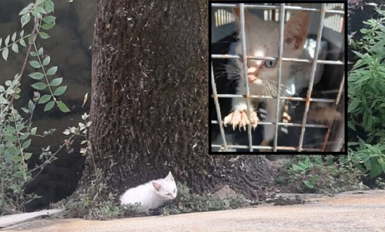 gato 20250619 184951 780x470 b