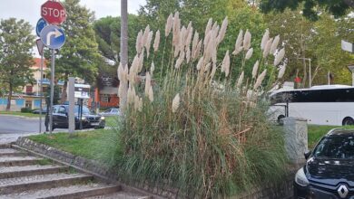 Planta invasora cortante e alergénica no centro de Tomar Erva das Pampas no centro de Tomar