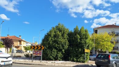 Árbustos dificultam visibilidade na rotunda do Bonjardim rotunda bonjardim 20250902 173015