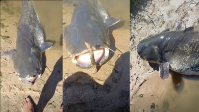 Pescador de Tomar captura Siluro gigante no rio Tejo (c/ vídeo) siluro 7890