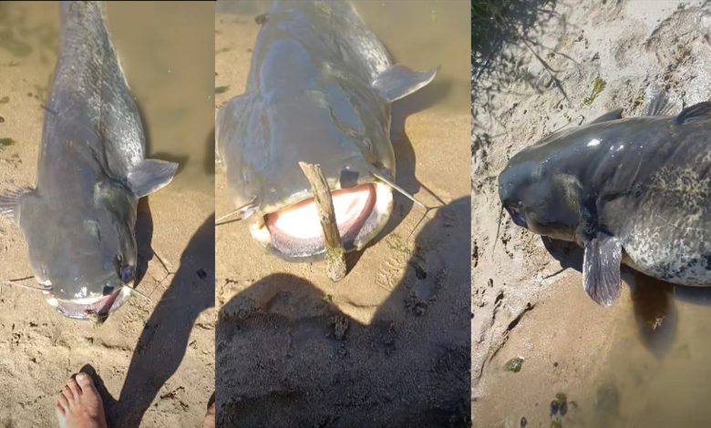 Pescador de Tomar captura Siluro gigante no rio Tejo (c/ vídeo) siluro 7890