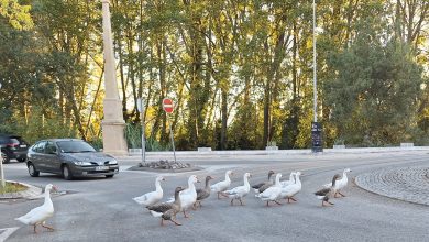 A foto é nossa, o comentário é seu 20250930 083357