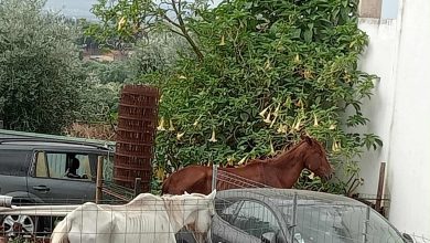 Cavalos agonizam e morrem à fome no Pintado Messenger creation 880860DA 3B8D 4C1A B6F5 DB67E59FB0E8