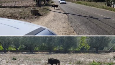 Javali atravessa EN110 na Venda Nova Screenshot 20251010 140611 Facebook