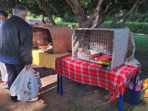 Dog yoga chega a Tomar: cães e tutores praticam juntos no Mouchão campanha animais 20251005 104519