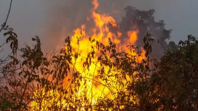 Mulher detida pela PJ por incêndio florestal em Alvaiázere Mulher detida pela PJ por incêndio florestal em Alvaiázere