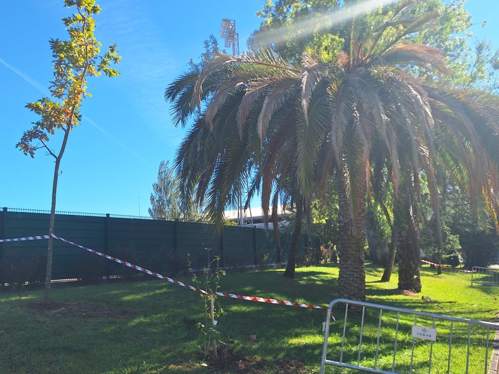 palmeira 20251005 103728