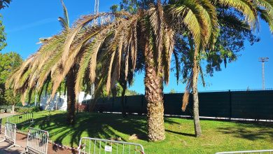 Mais duas palmeiras condenadas pela praga do escaravelho palmeira 20251005 103754