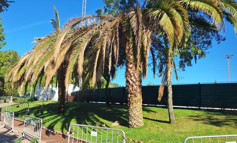 palmeira 20251005 103754