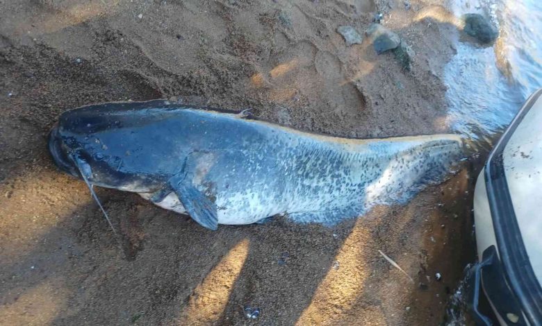 Pescador de Tomar captura mais um Siluro gigante no rio Tejo (c/ vídeo) siluro Messenger creation FEDE906B 18BD 4A20 80F5 1363DDD5FFCE