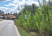 vale cabrito 20251020 142947