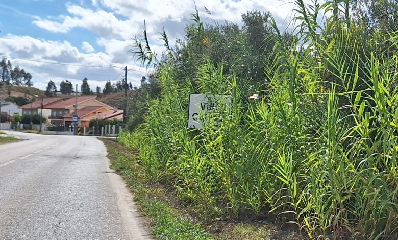 vale cabrito 20251020 142947