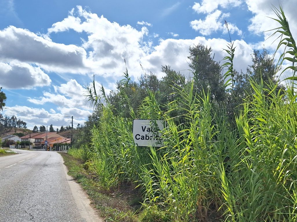 vale cabrito 20251020 142948