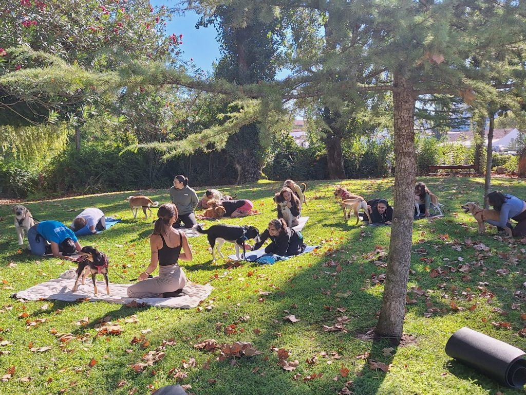 Dog yoga chega a Tomar: cães e tutores praticam juntos no Mouchão yoga caes 20251005 104713