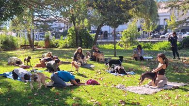 Dog yoga chega a Tomar: cães e tutores praticam juntos no Mouchão yoga caes 20251005 104756