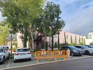 Ramos de árvore em risco de caírem no parque de Santa Iria arvore 20251116 105033