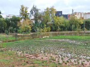 flecheiro cheias20251116 103726