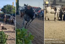 Feira da Golegã: quedas, pancadaria e um pedido de casamento golega 67890